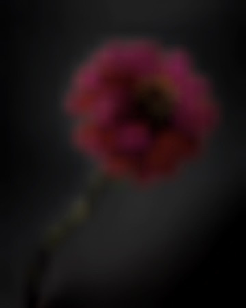 Zanie by Arthur Fields, Image 3.