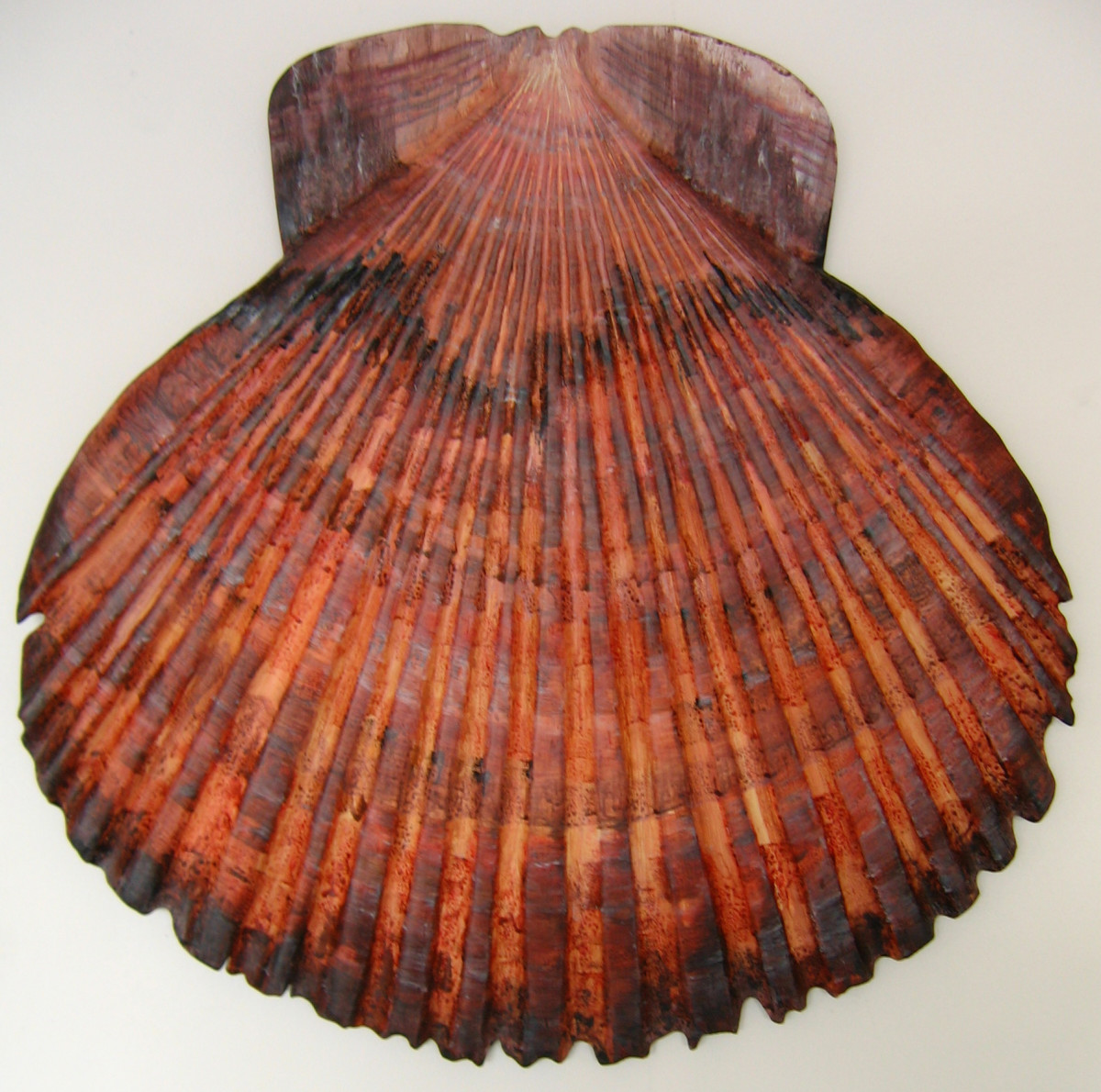 Scallop Shell - Lge .  078 by Liz McAuliffe 