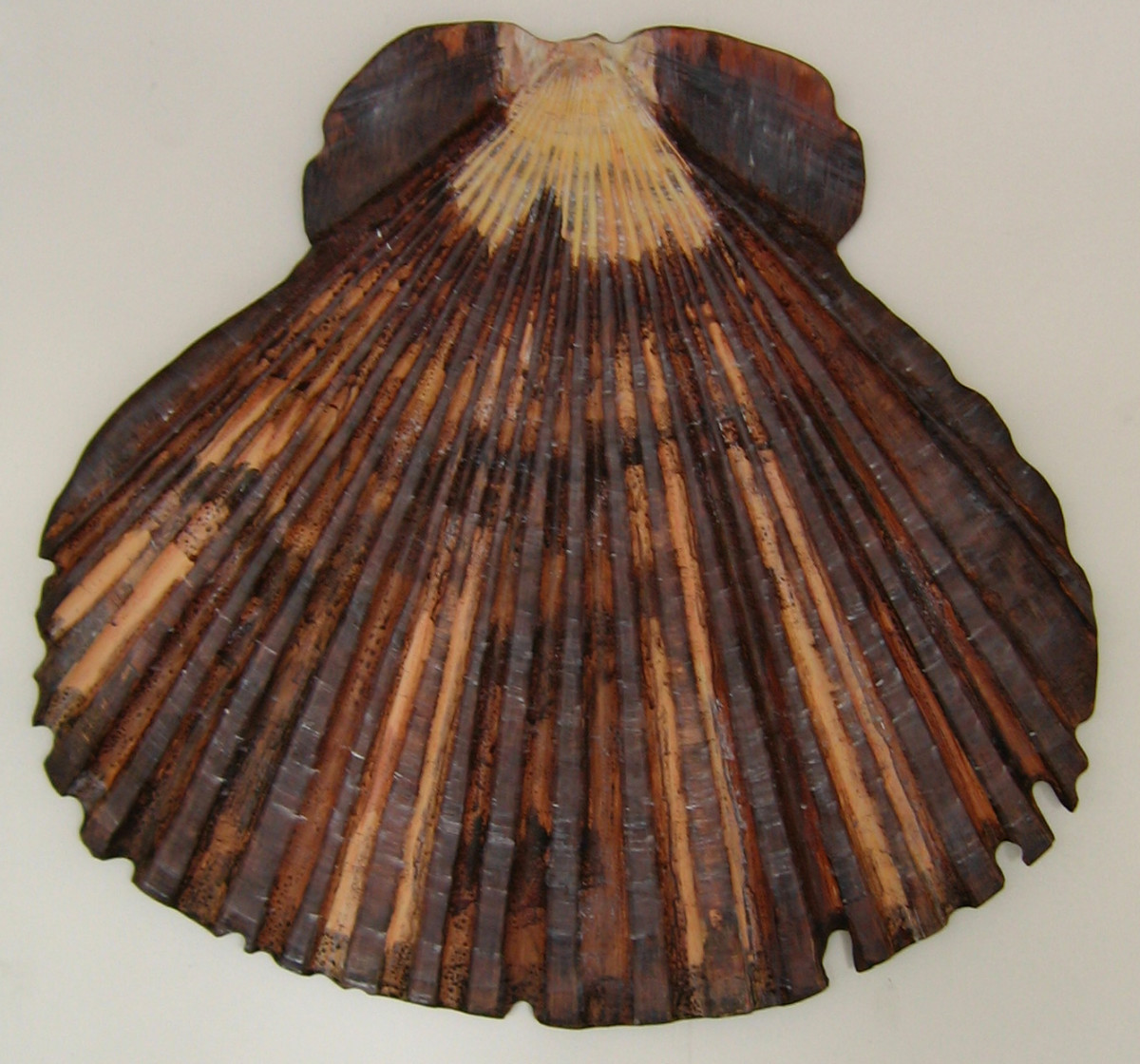 Scallop Shell - Lge .  079 by Liz McAuliffe 