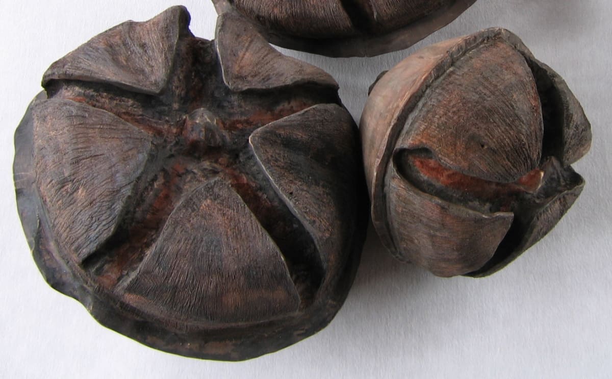 Manuka Pods - Pair .  (07014) by Liz McAuliffe, Image 1.