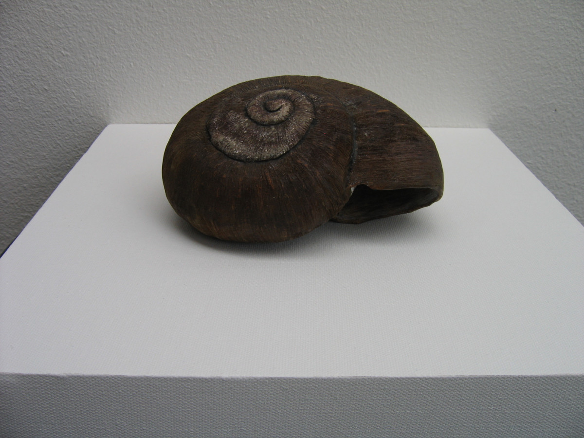 Carved Kauri Snail .  (07016) by Liz McAuliffe 
