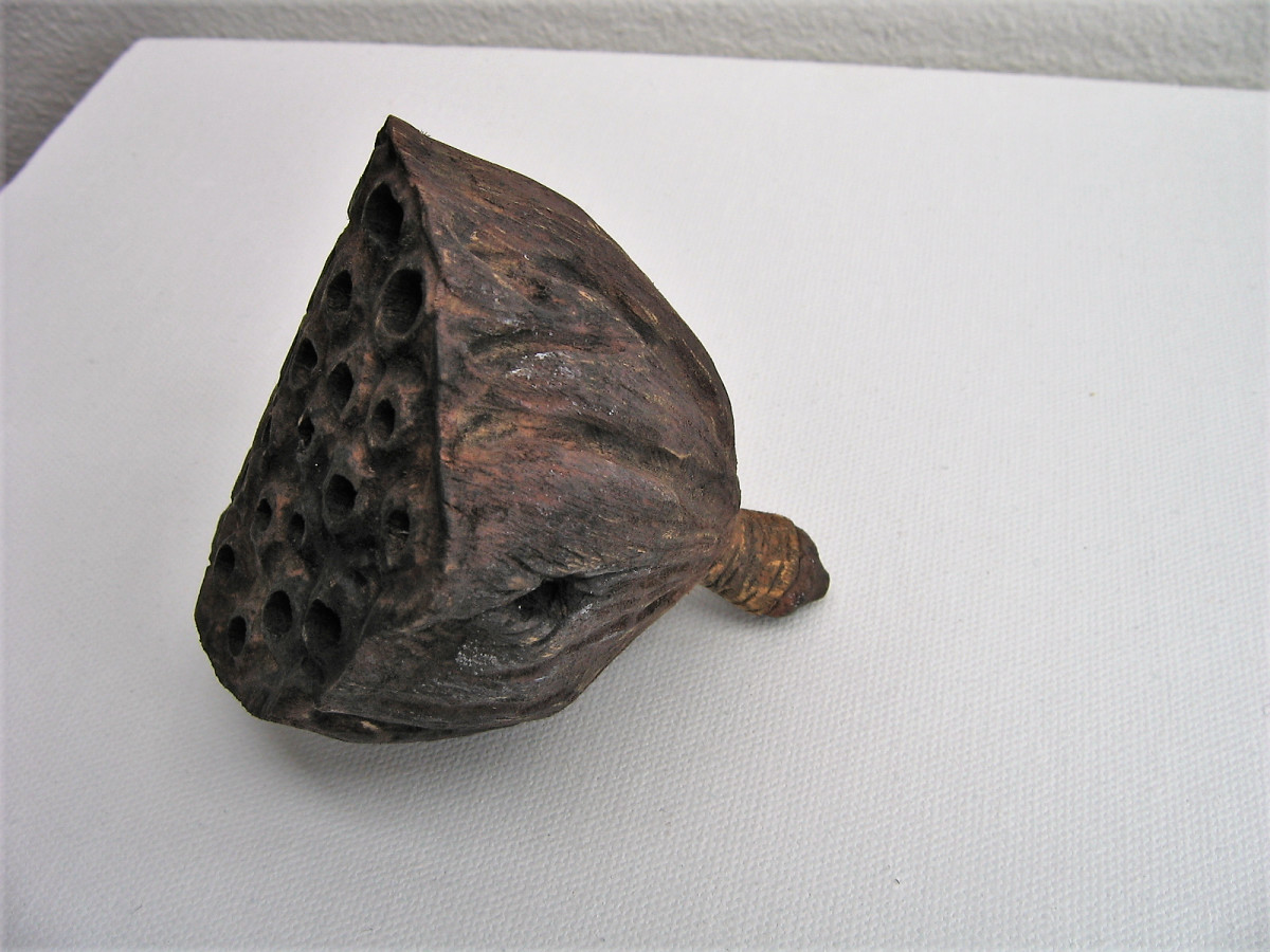 Lotus Pod . . (08108) by Liz McAuliffe 