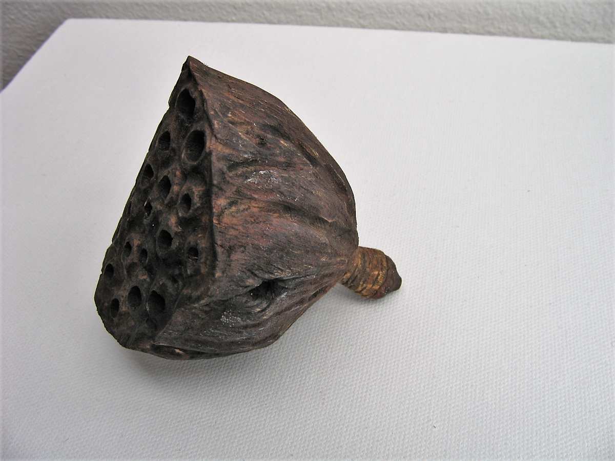 Lotus Pod . . (08108) by Liz McAuliffe, Image 1.