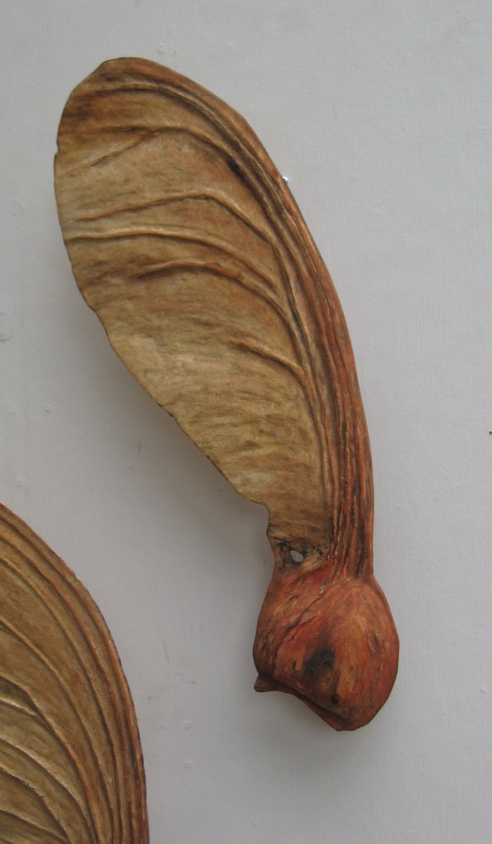 Carved Sycamore Seed . 001 by Liz McAuliffe 