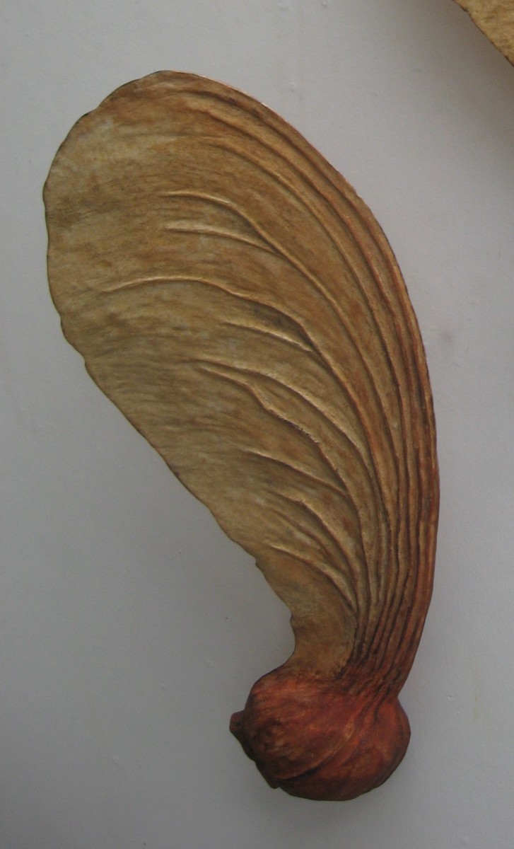 Carved Sycamore Seed . 002 by Liz McAuliffe 