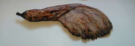 Box Elder  .  033 by Liz McAuliffe, Image 1.