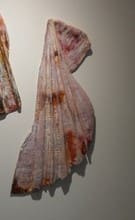 Broken Scallop Shell . Sml 109 by Liz McAuliffe, Image 2.