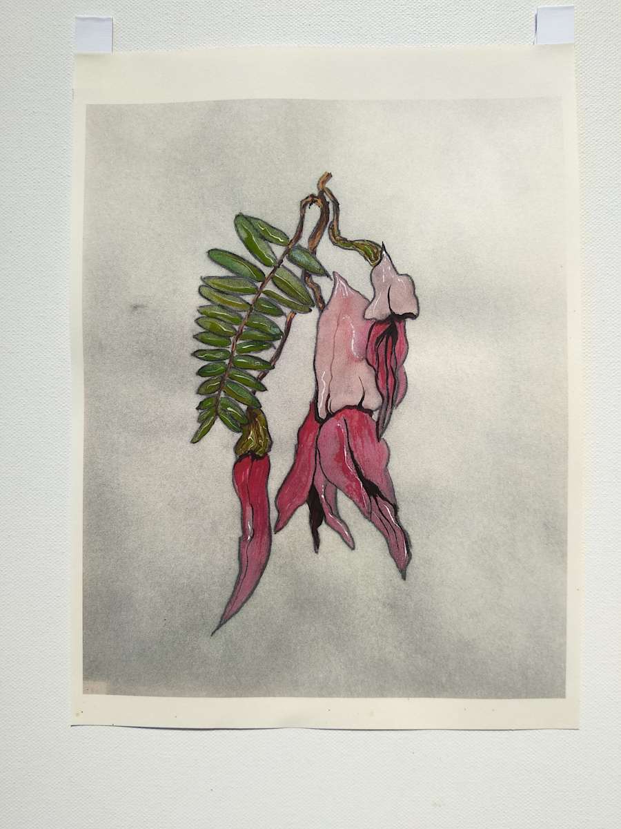 Hand Coloured Prints - Kakabeak 1   .. 24218 by Liz McAuliffe 
