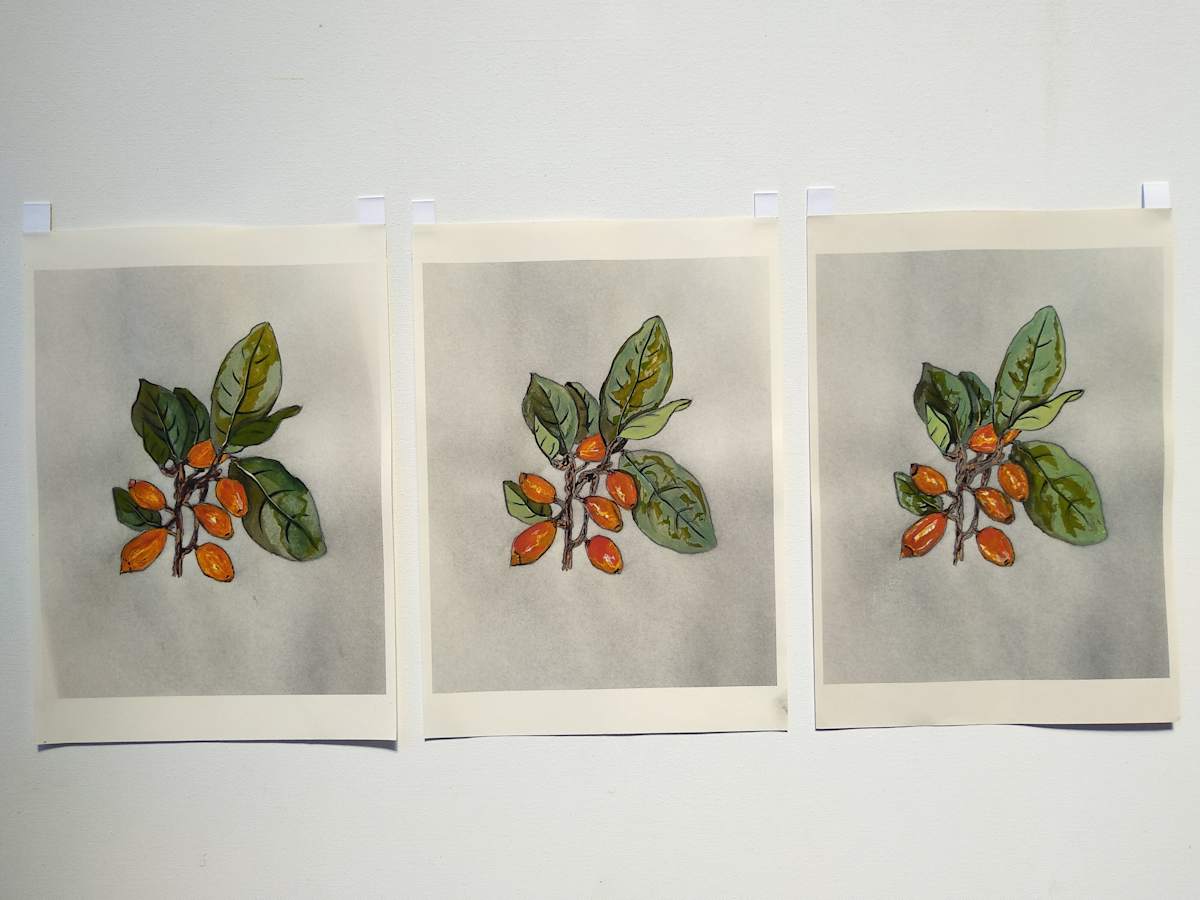 Hand Coloured Prints - Karaka 1 - 3  .. 24221-24223 by Liz McAuliffe 