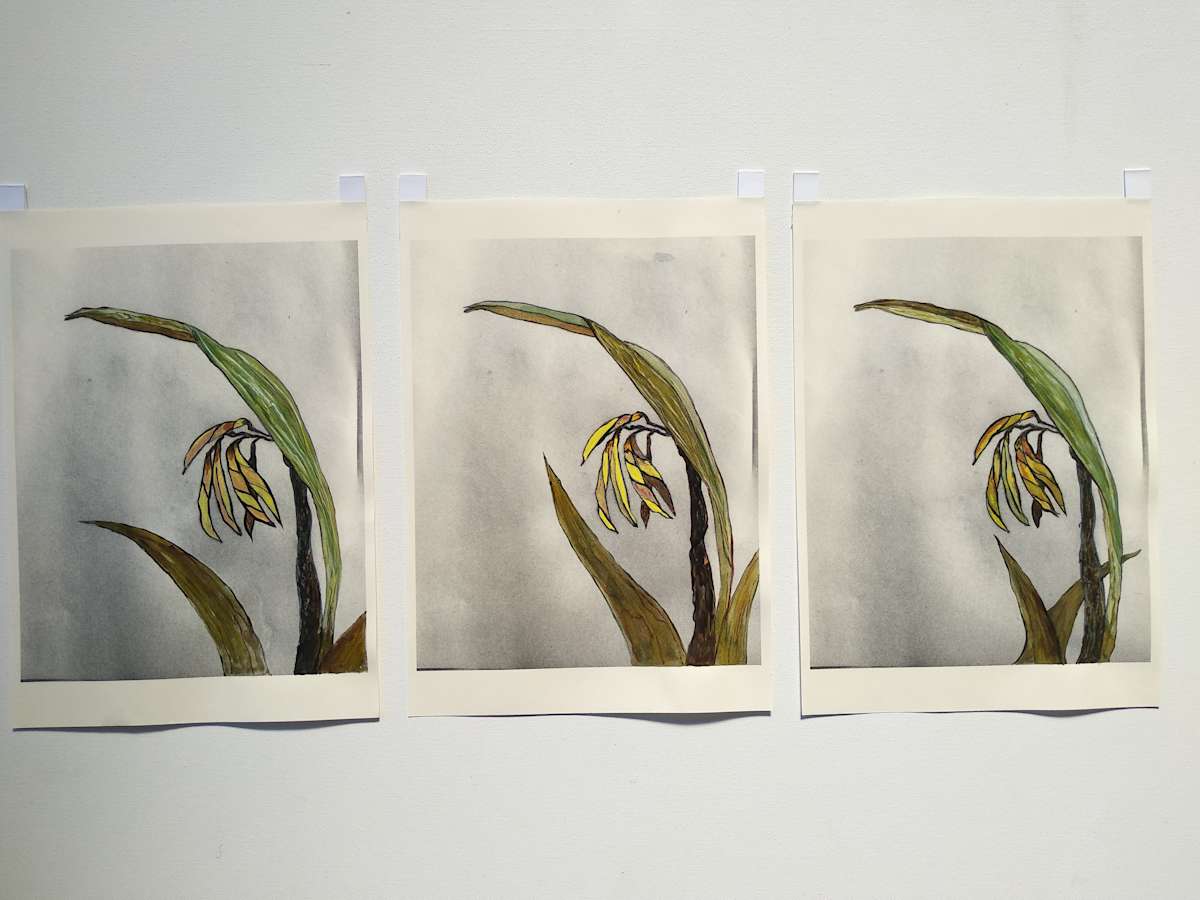 Hand Coloured Prints - Flax 1 - 3  .. 24224-24226 by Liz McAuliffe 