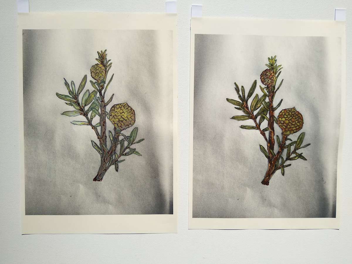 Hand Coloured Prints - Kauri1 & 2  .. 24227-24228 by Liz McAuliffe 