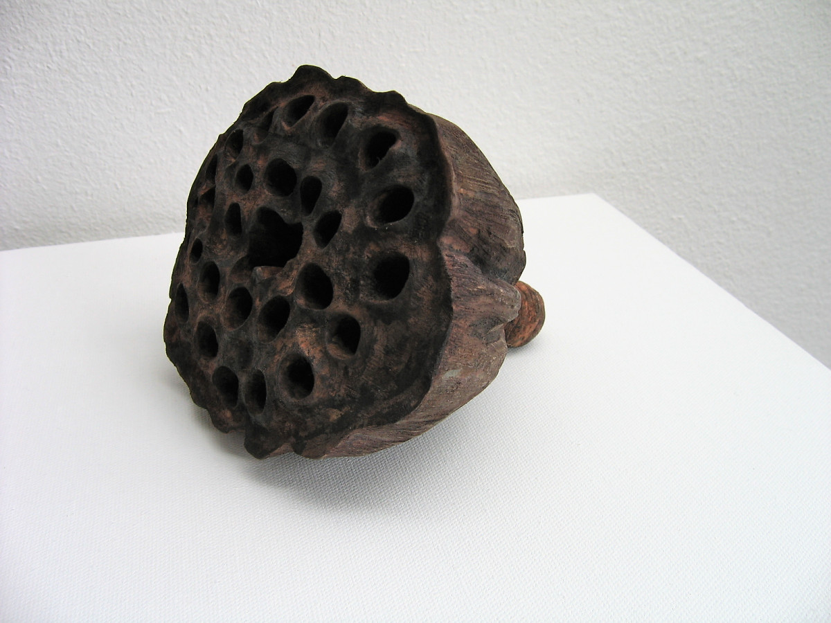 Lotus Pod . . (08109) by Liz McAuliffe 