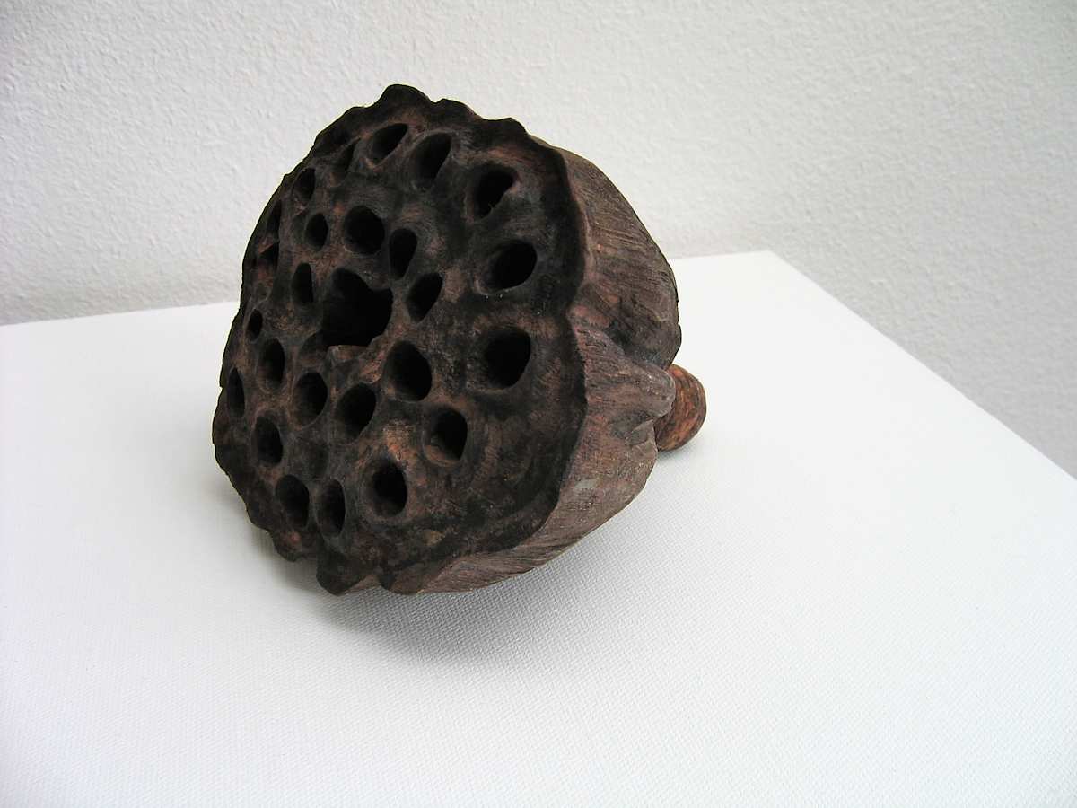 Lotus Pod . . (08109) by Liz McAuliffe, Image 1.