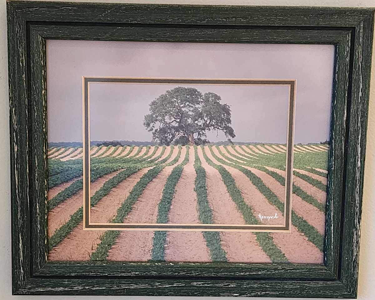 Untitled (Crop Rows Converging on Lone Tree) by Richard Korczynski 