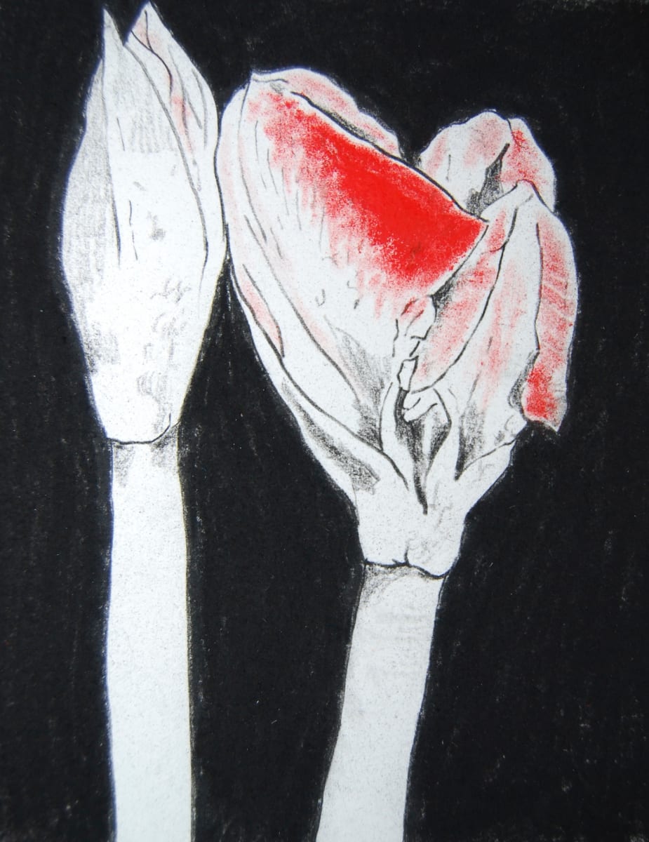 AMARYLLIS #1 by CATHY KLUTHE  Image: A series of three Amaryllis drawings