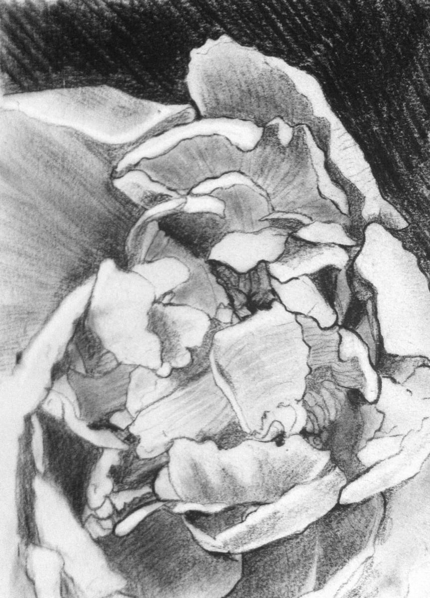 CHRYSANTHEMUM by CATHY KLUTHE 