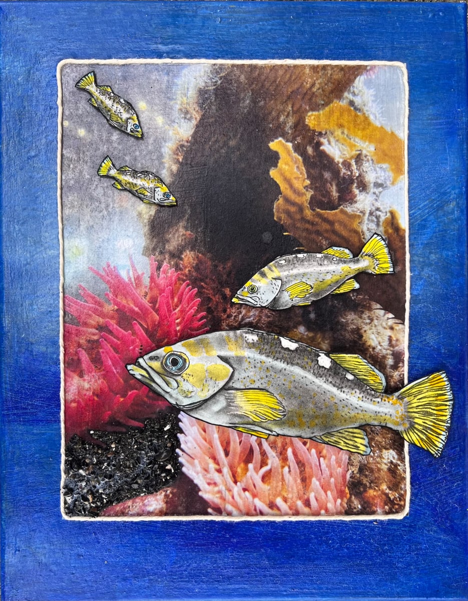 YELLOW TAILED ROCKFISH by CATHY KLUTHE  Image: "Yellow-Tailed Rockfish" was created by layering a charcoal drawing onto a photo transfer, surrounded by a textural frame. The fish drawings have 2-sided tape attached to the back so that it is floating above the photo transfer of an underwater aquarium.