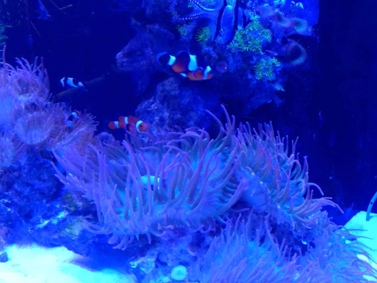 Jenkinson's Aquarium Series 4 - V. 6 (unedited photography, limited edition of 3, displayed in a silver frame) by Michael Hanna 