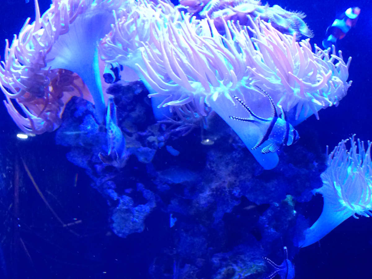 Jenkinson's Aquarium Series 4 - V. 10 (unedited photography, limited edition of 3, displayed in a silver frame) by Michael Hanna 