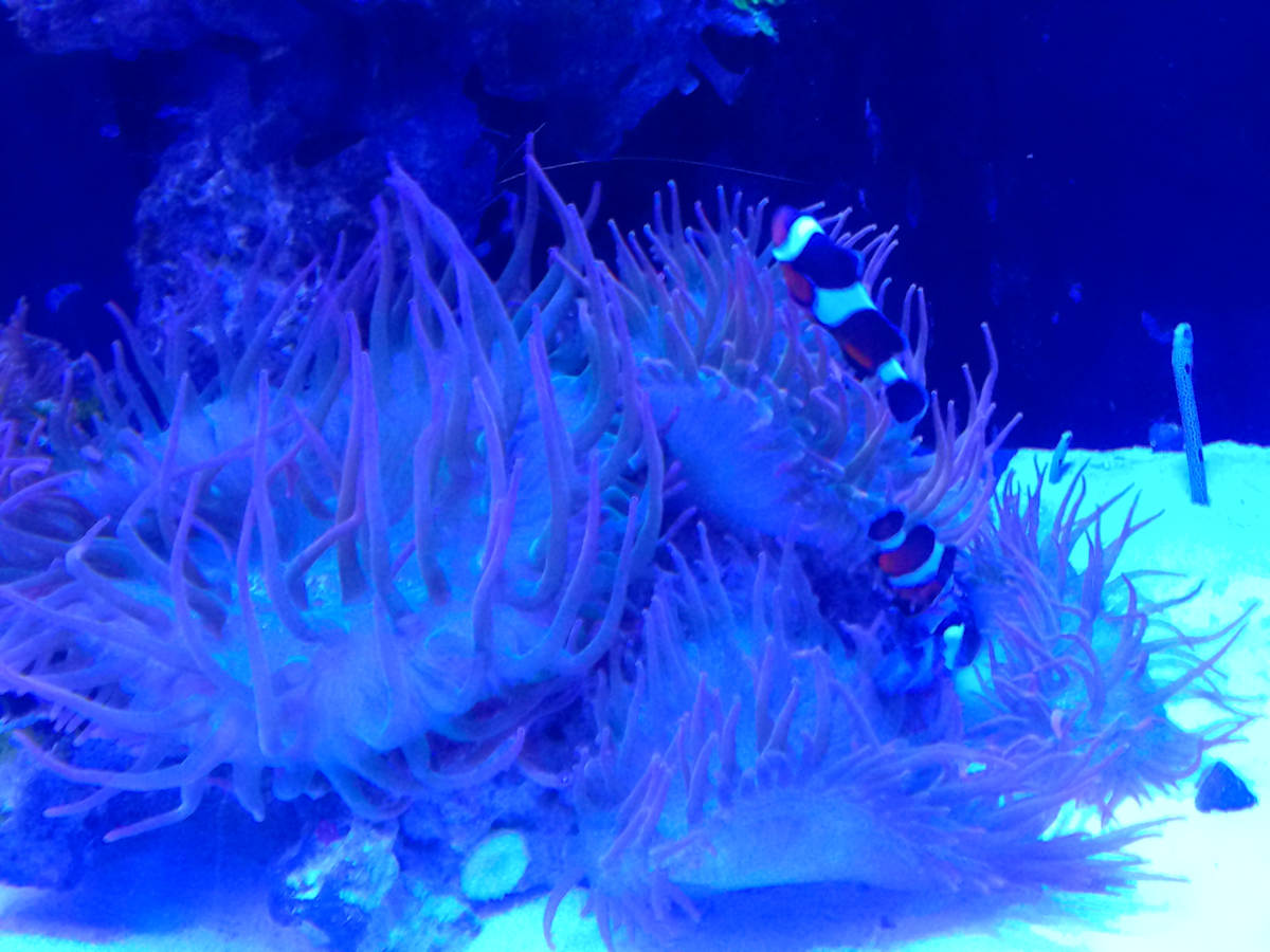 Jenkinson's Aquarium Series 4 (unedited photography, limited edition of 3, displayed in a silver frame) by Michael Hanna 