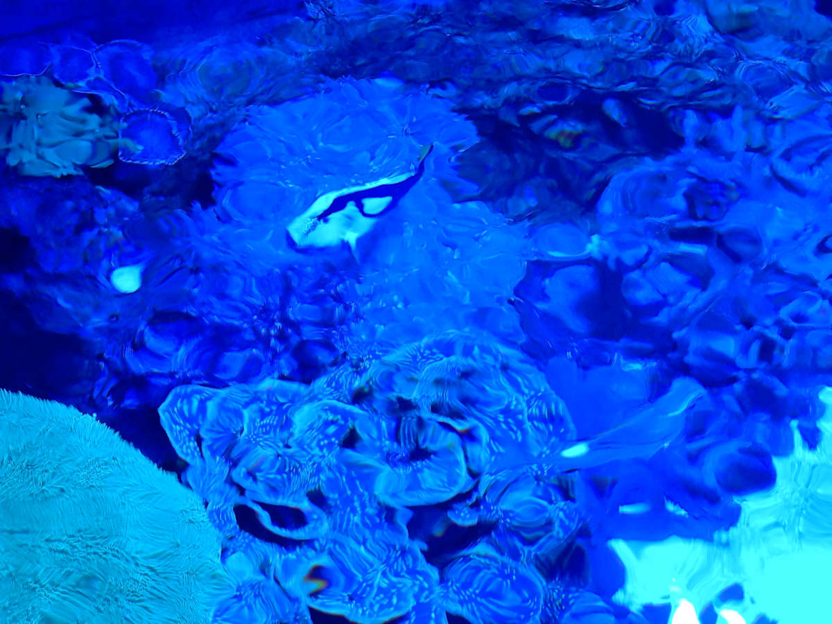 Jenkinson's Aquarium Series 4 (unedited photography, limited edition of 3, displayed in a silver frame) by Michael Hanna 