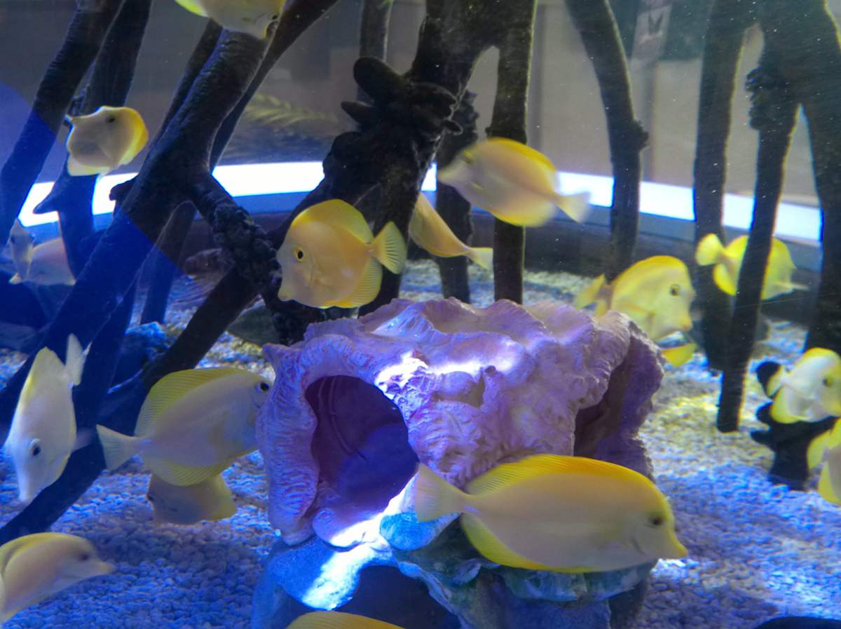 Jenkinson's Aquarium / Point Pleasant Beach Series 1 (unedited photography, limited edition of 3, displayed in a silver frame) by Michael Hanna 