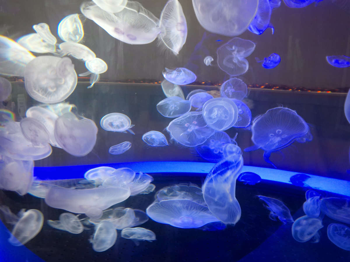 Jenkinson's Aquarium Series 2 (unedited photography, limited edition of 3, displayed in a silver frame) by Michael Hanna 