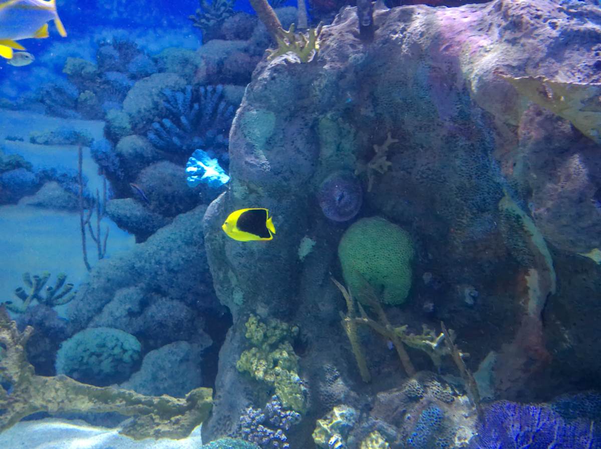 Jenkinson's Aquarium Series 2 (unedited photography, limited edition of 3, displayed in a silver frame) by Michael Hanna 