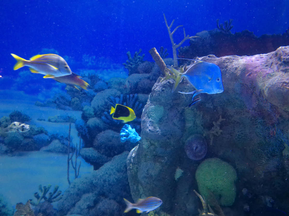 Jenkinson's Aquarium Series 2 (unedited photography, limited edition of 3, displayed in a silver frame) by Michael Hanna 