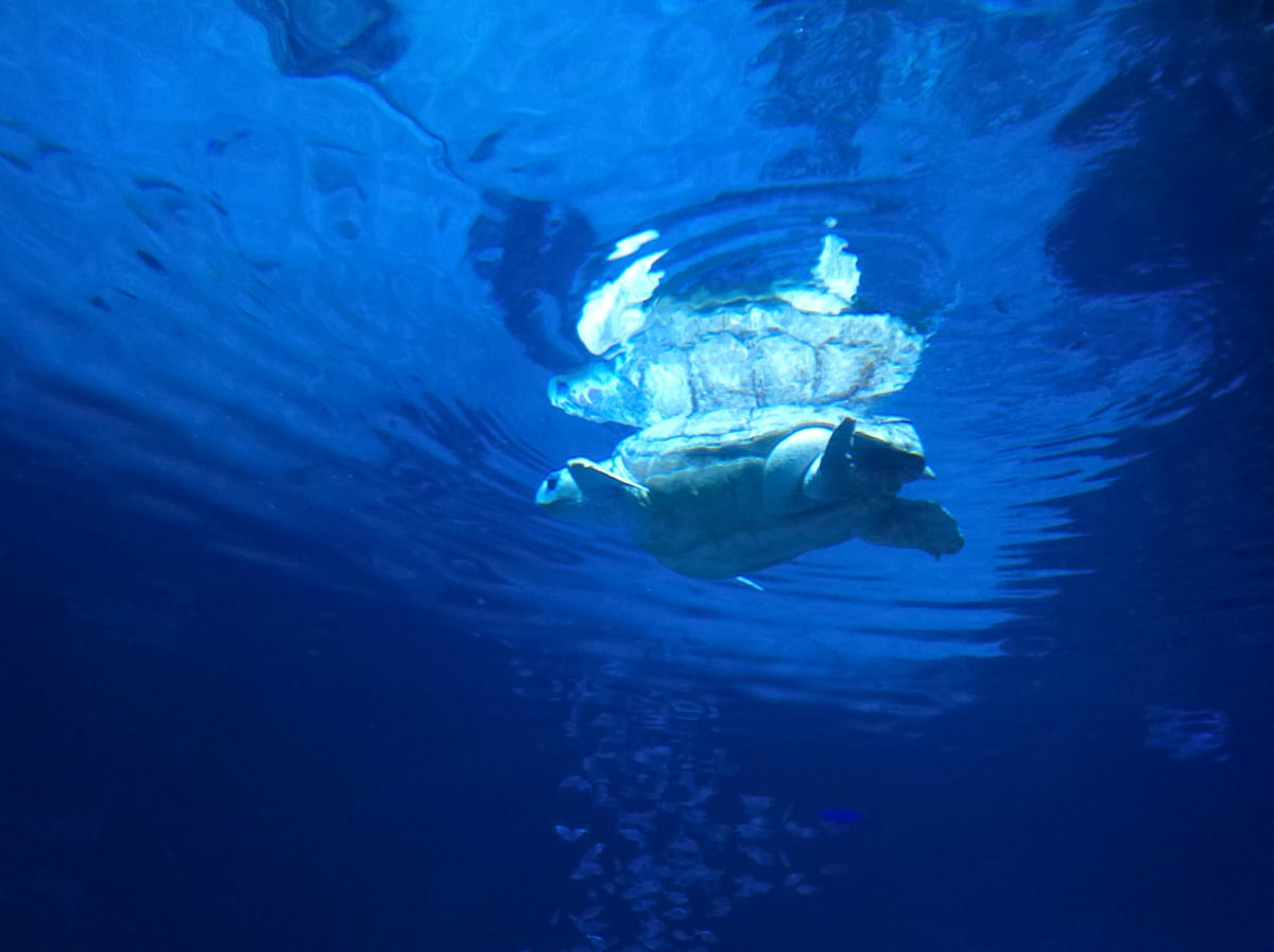 Camden, New Jersey - Adventure Aquarium - Series 1 -11/17/2025 (unedited photography, limited edition of 3, displayed in a silver frame) by Michael Hanna 