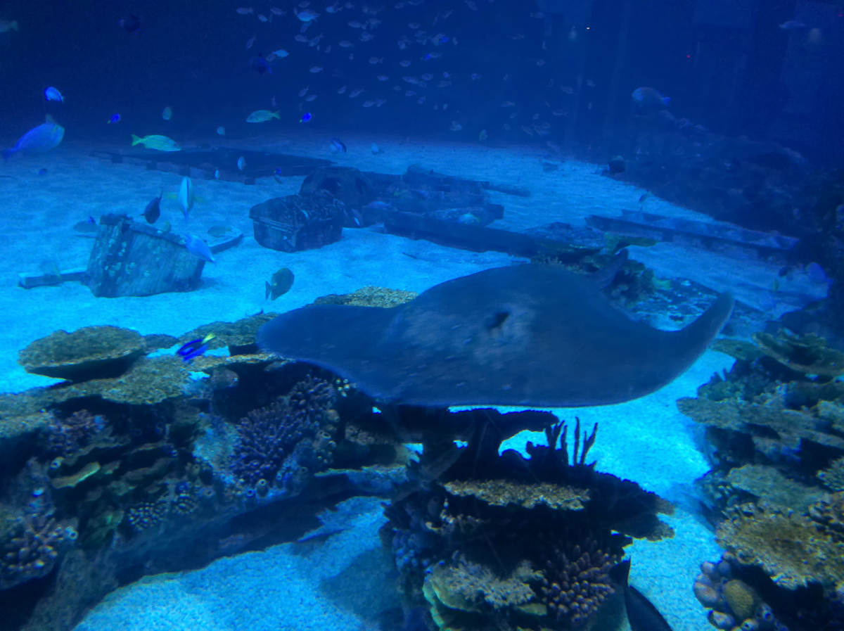 Camden, New Jersey - Adventure Aquarium - Series 1 -11/17/2025 (unedited photography, limited edition of 3, displayed in a silver frame) by Michael Hanna 