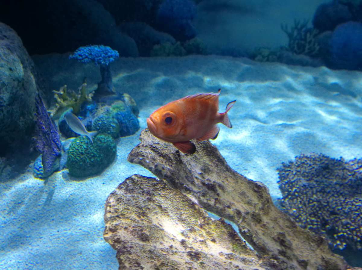 Jenkinson's Aquarium Series 2 (unedited photography, limited edition of 3, displayed in a silver frame) by Michael Hanna 