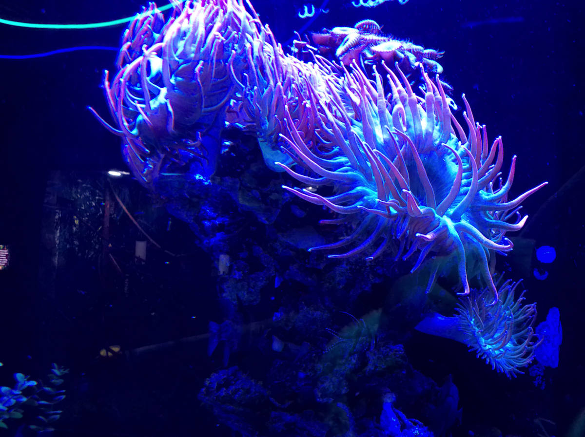 Jenkinson's Aquarium Series 11-14-2025 (unedited photography, limited edition of 3, displayed in a silver frame) by Michael Hanna 