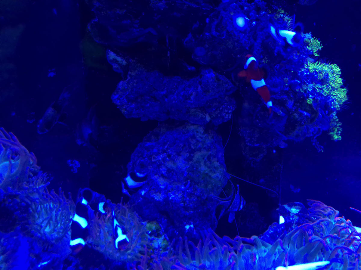 Jenkinson's Aquarium Series 11-14-2025 (unedited photography, limited edition of 3, displayed in a silver frame) by Michael Hanna 