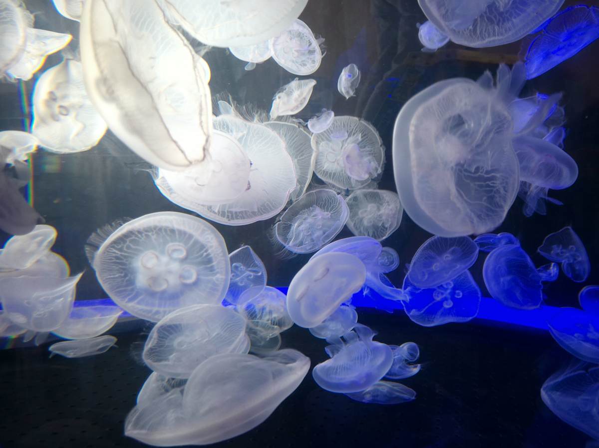 Jenkinson's Aquarium Series 2 (unedited photography, limited edition of 3, displayed in a silver frame) by Michael Hanna 
