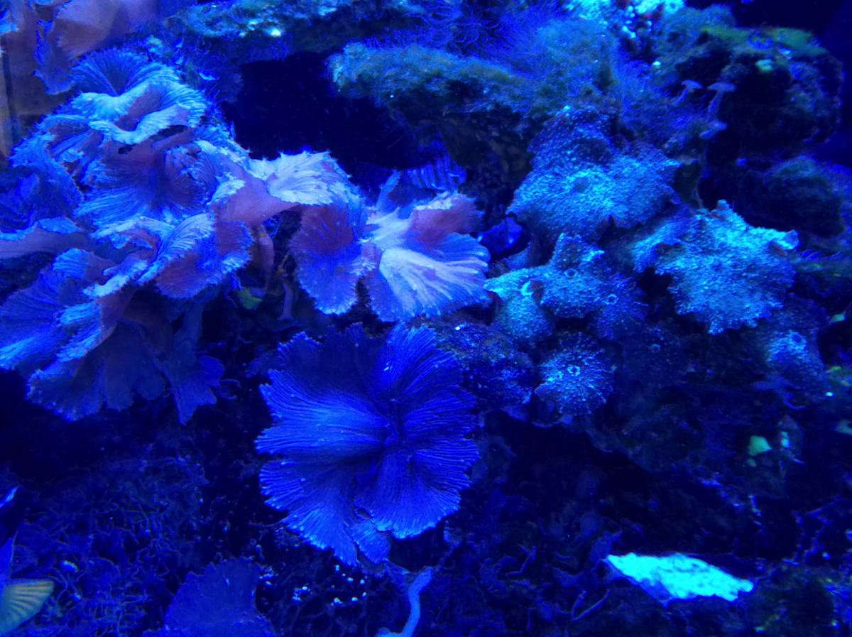 Jenkinson's Aquarium Series 11-14-2025 (unedited photography, limited edition of 3, displayed in a silver frame) by Michael Hanna 