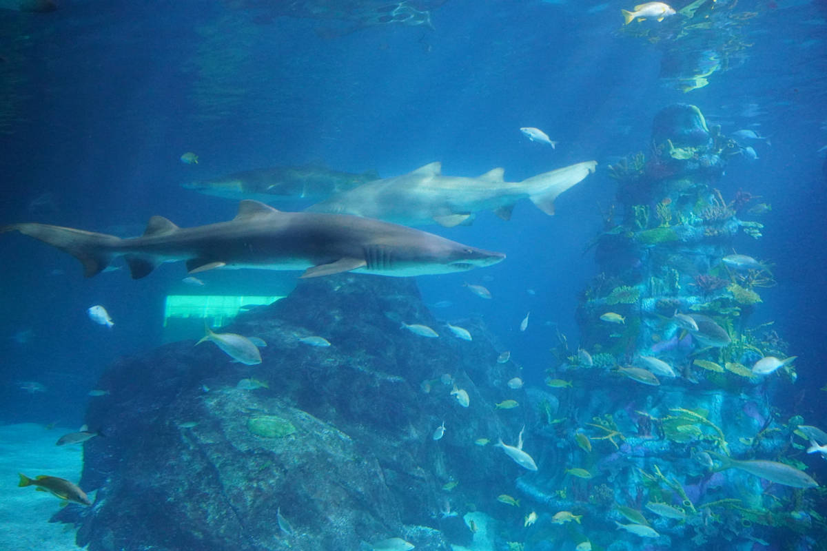 Adventure Aquarium / Jenkinson's Aquarium 12/10/2025 by Michael Hanna 