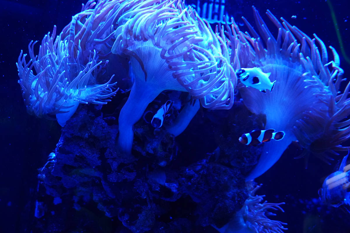 Adventure Aquarium / Jenkinson's Aquarium 12/10/2025 by Michael Hanna 