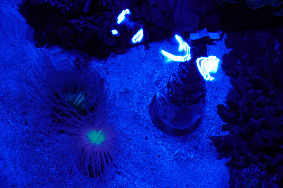 Adventure Aquarium / Jenkinson's Aquarium 12/10/2025 by Michael Hanna 