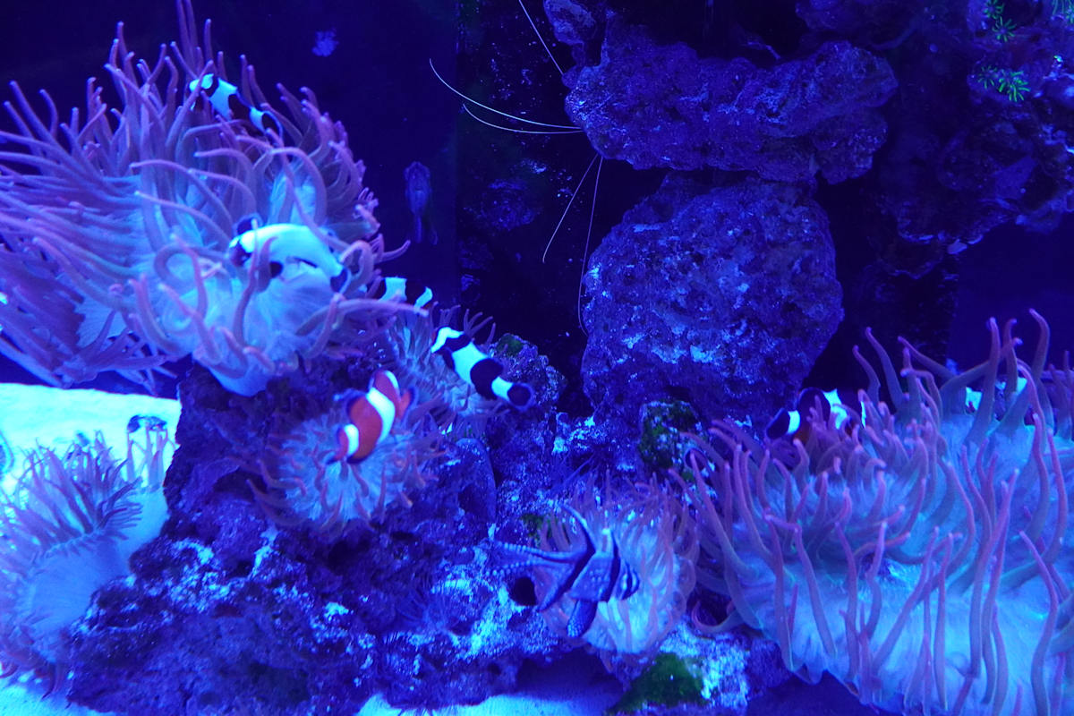 Adventure Aquarium / Jenkinson's Aquarium 12/10/2025 by Michael Hanna 