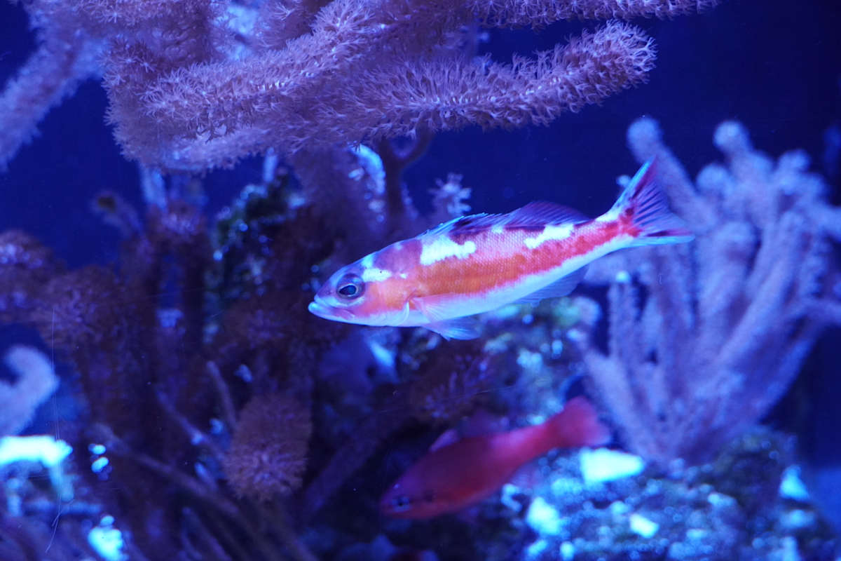 Jenkinson's Aquarium Series 7  - 12/17/2025 by Michael Hanna 