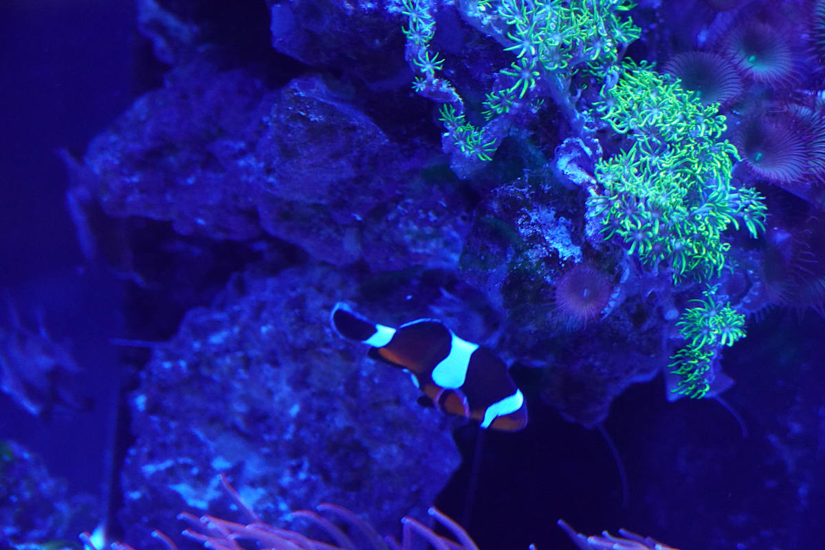 Jenkinson's Aquarium Series 7  - 12/17/2025 by Michael Hanna 