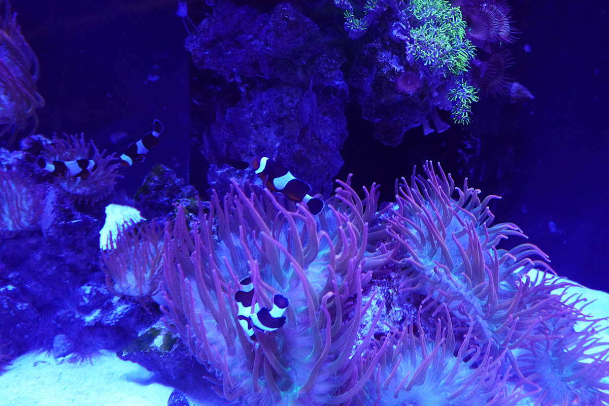 Jenkinson's Aquarium Series 7  - 12/17/2025 by Michael Hanna 