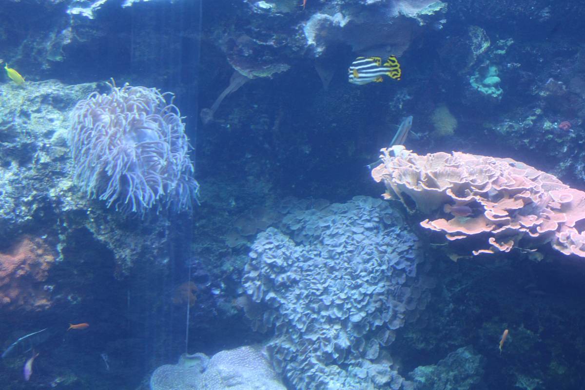 Georgia Aquarium Series 1 (unedited photography, limited edition of 3, displayed in a silver frame) by Michael Hanna 