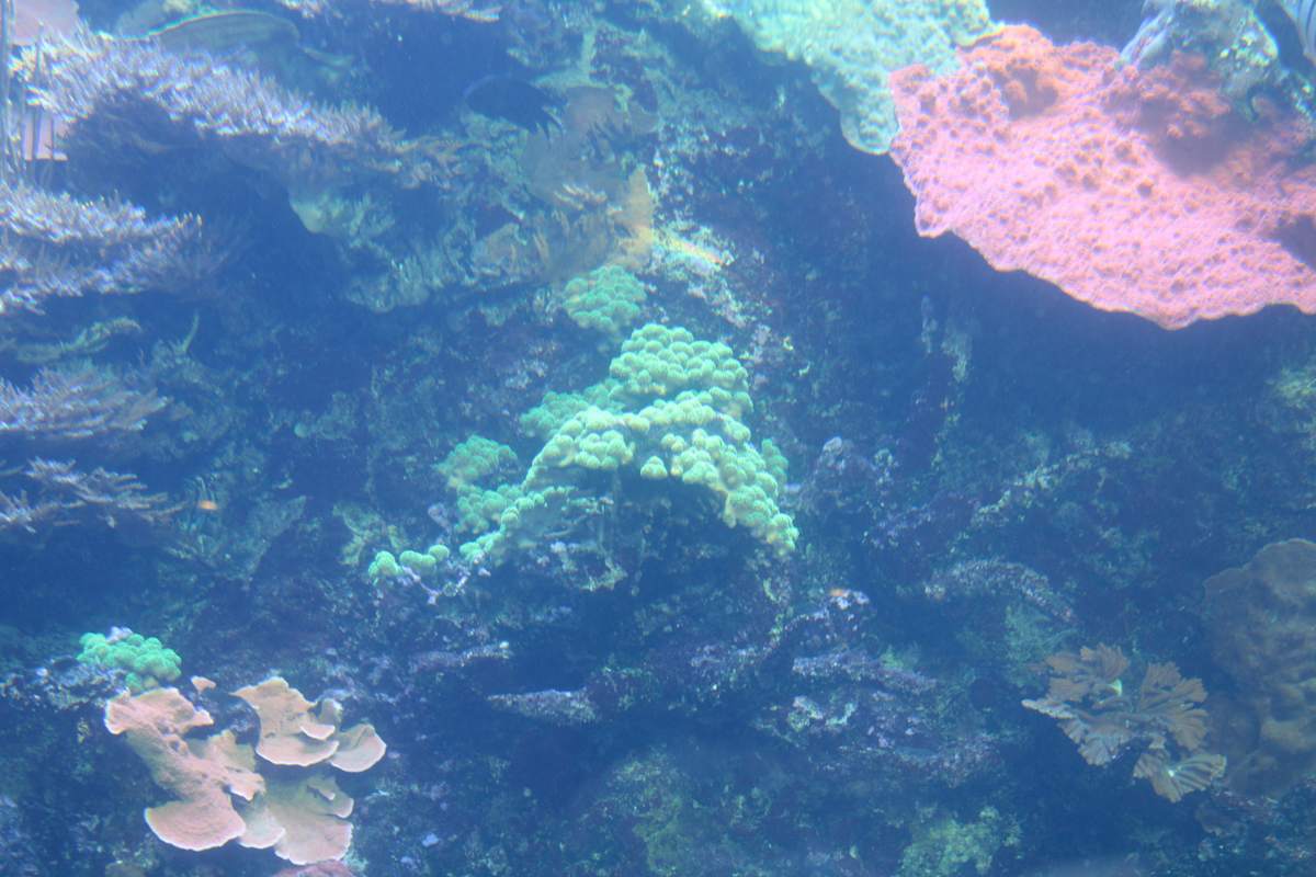 Georgia Aquarium Series 1 (unedited photography, limited edition of 3, displayed in a silver frame) by Michael Hanna 