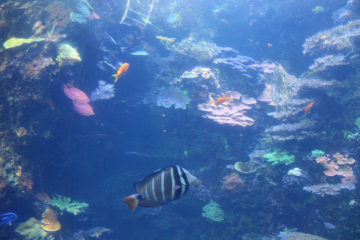 Georgia Aquarium Series 1 (unedited photography, limited edition of 3, displayed in a silver frame) by Michael Hanna 