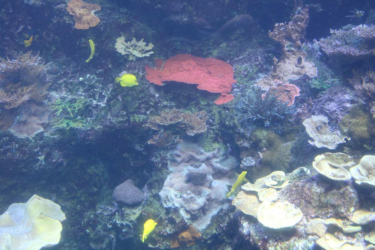 Georgia Aquarium Series 1 (unedited photography, limited edition of 3, displayed in a silver frame) by Michael Hanna 