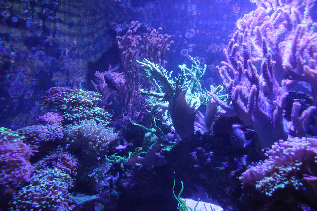 Georgia Aquarium Series 1 (unedited photography, limited edition of 3, displayed in a silver frame) by Michael Hanna 