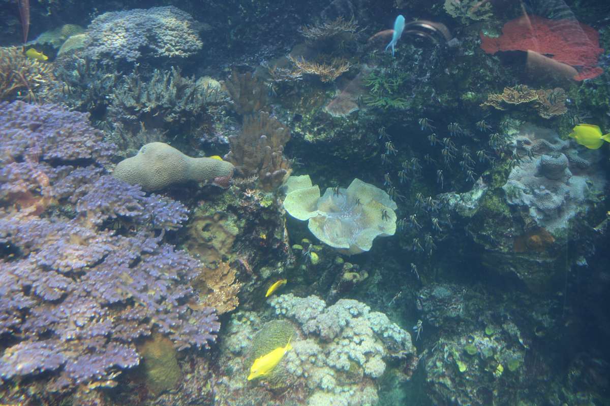 Georgia Aquarium Series 2 (unedited photography, limited edition of 3, displayed in a silver frame) by Michael Hanna 