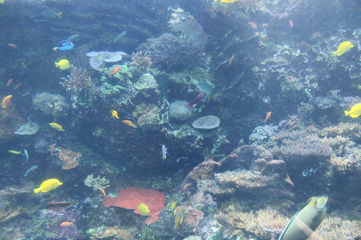 Georgia Aquarium Series 2 (unedited photography, limited edition of 3, displayed in a silver frame) by Michael Hanna 